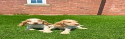 Cocker Spaniel dogs for sale: Beautiful kc reg show cockers READY NOW  - Advert 5