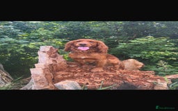 Cocker Spaniel dogs for sale: Beautiful cocker spaniel puppies  - Image 8