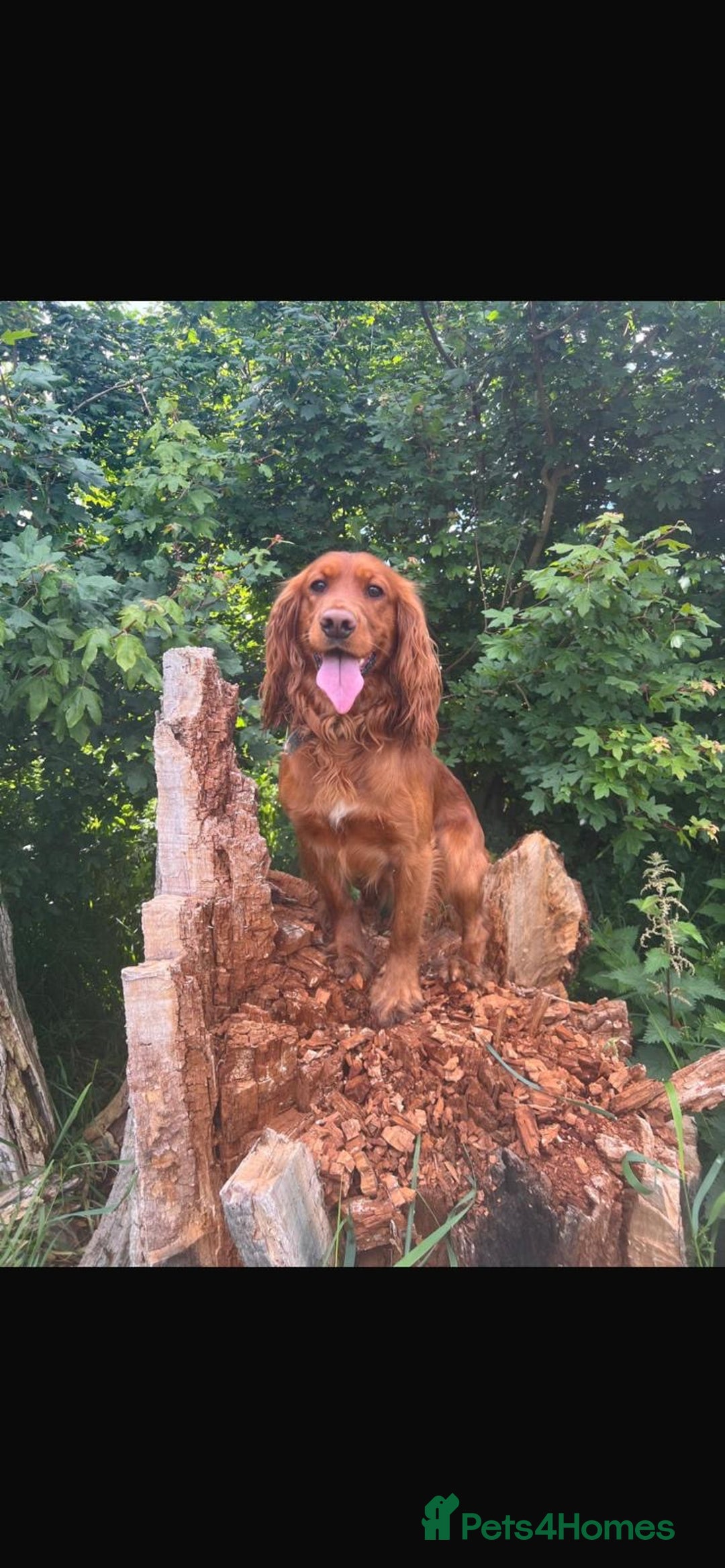 Cocker Spaniel dogs for sale: Beautiful cocker spaniel puppies  - Image 8