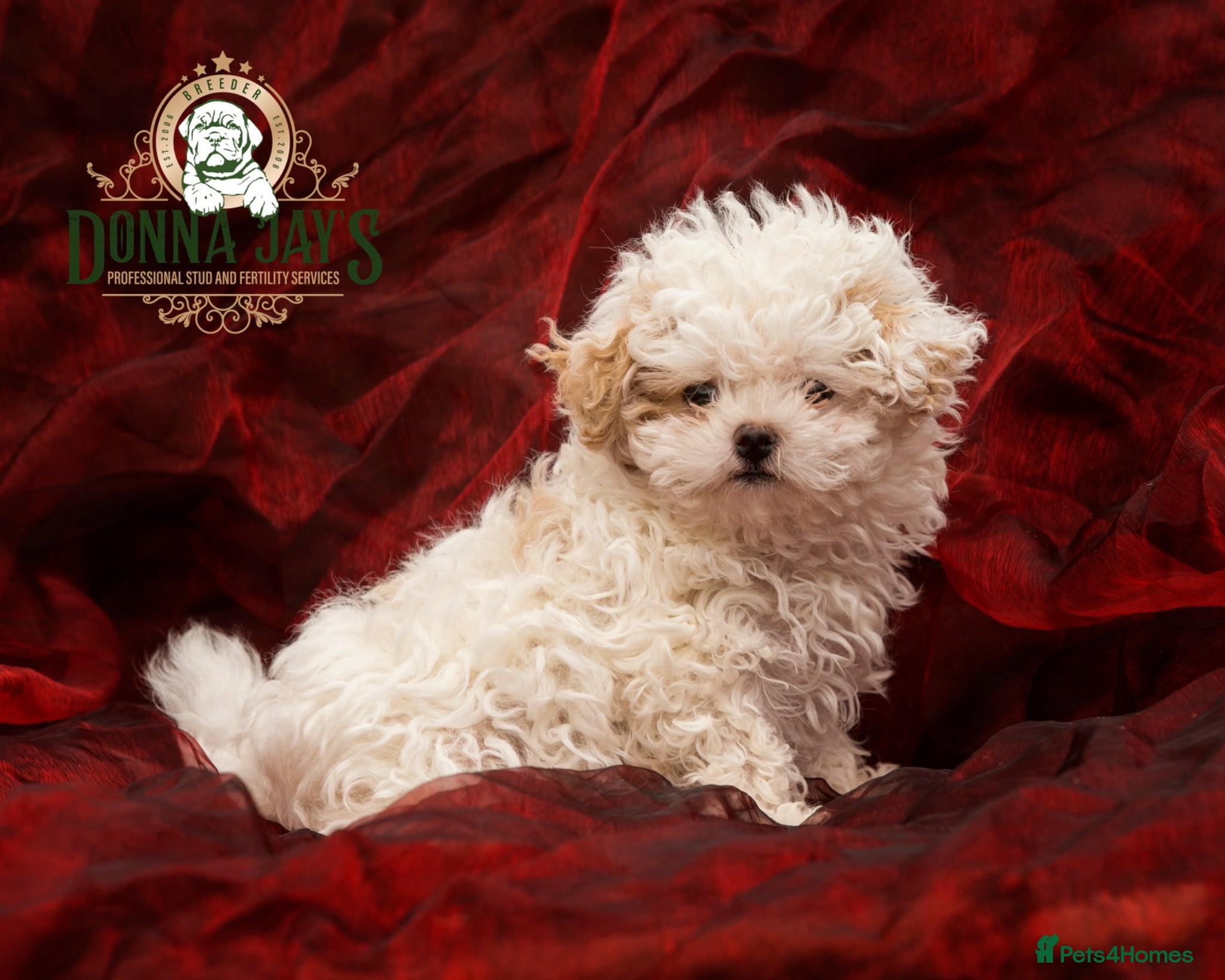 Shihpoo dogs DonnaJays something truly special 🌟🌟🌟🌟🌟 - Advert 2