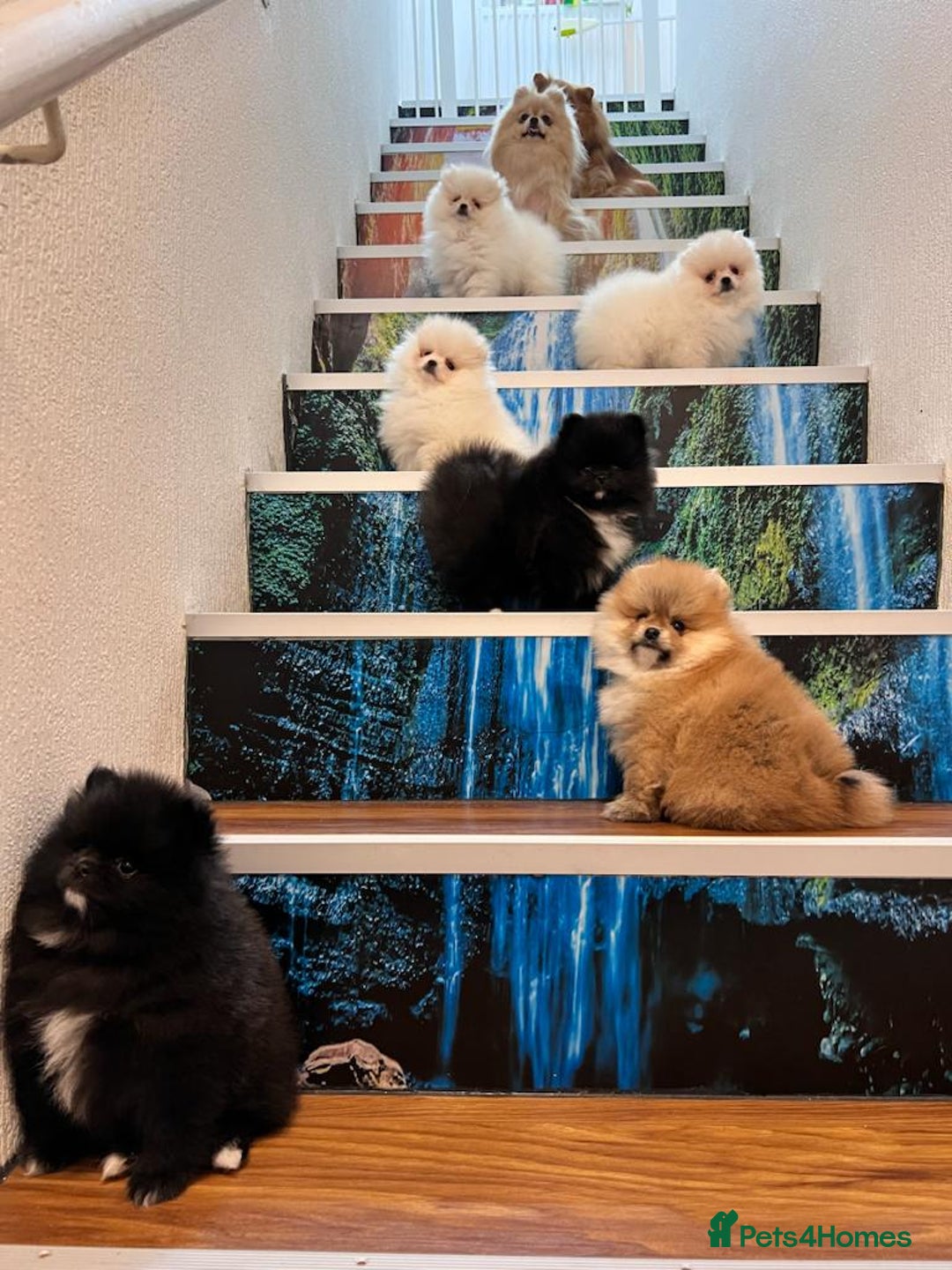 Pomeranian dogs for sale: Adorable Purebred Pomeranian Puppies – Male - Image 9