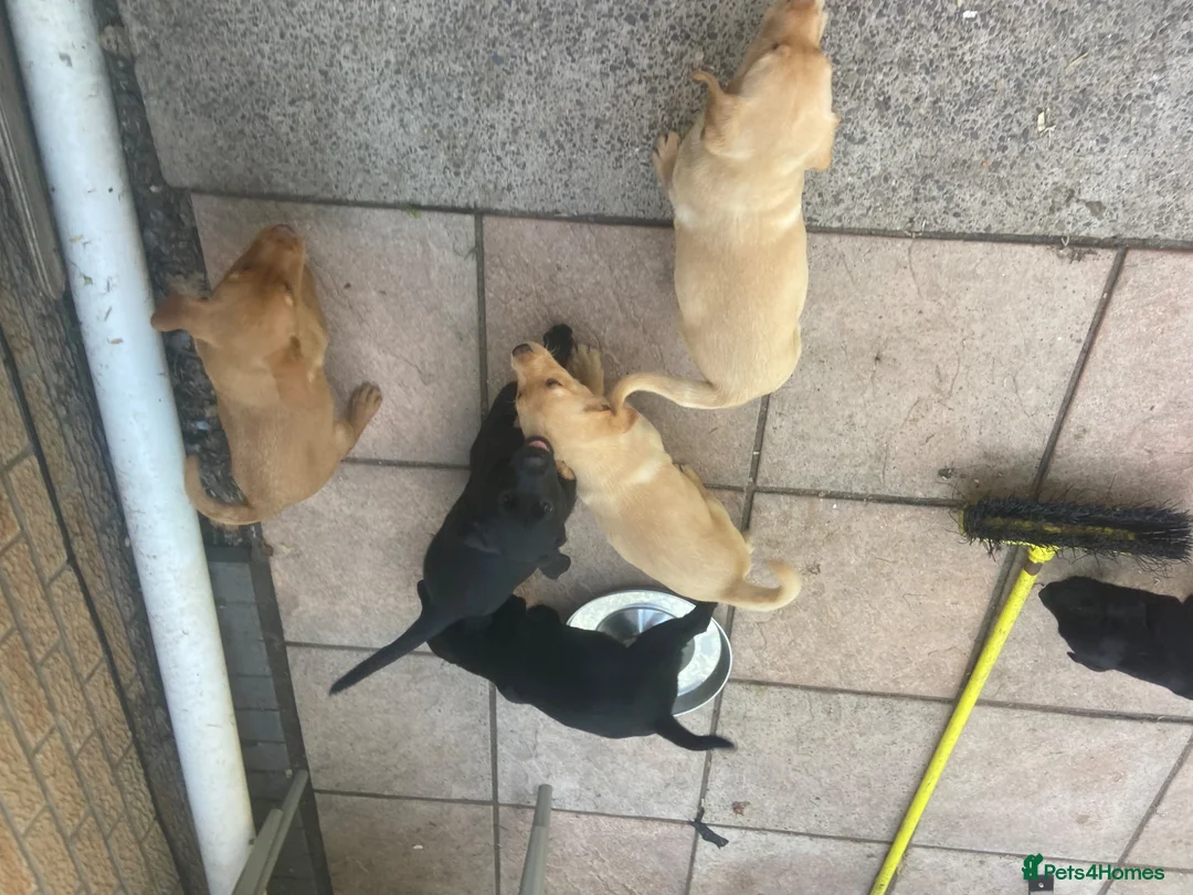 Labrador Retriever dogs for sale: Labrador puppys - Advert 8