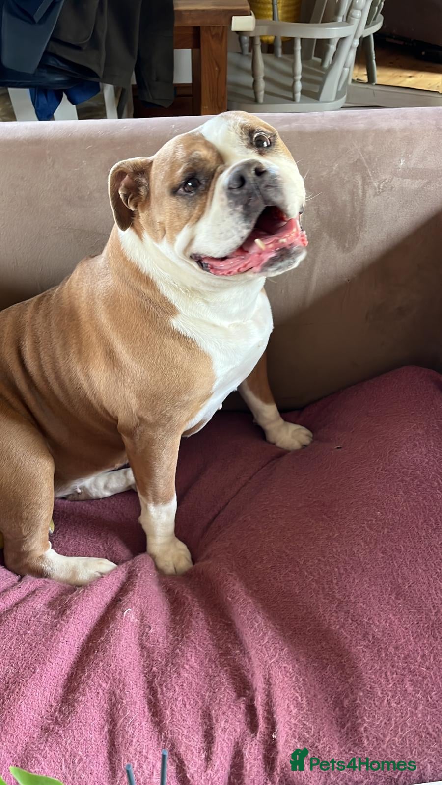 Olde English Bulldogge dogs Meet Piggles - Advert 1