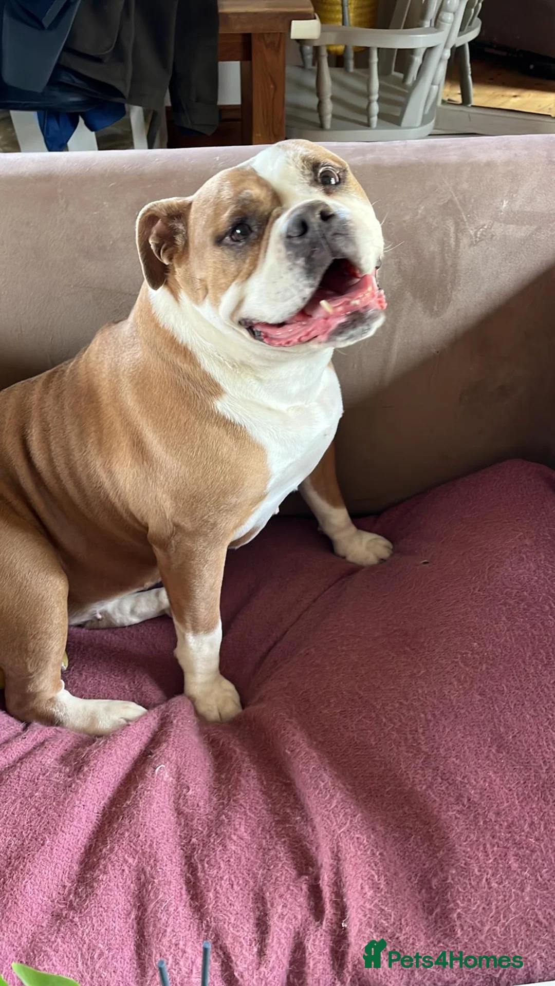 Olde English Bulldogge dogs for sale: Meet Piggles - Advert 1