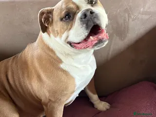 Olde English Bulldogge dogs Meet Piggles - Advert 1