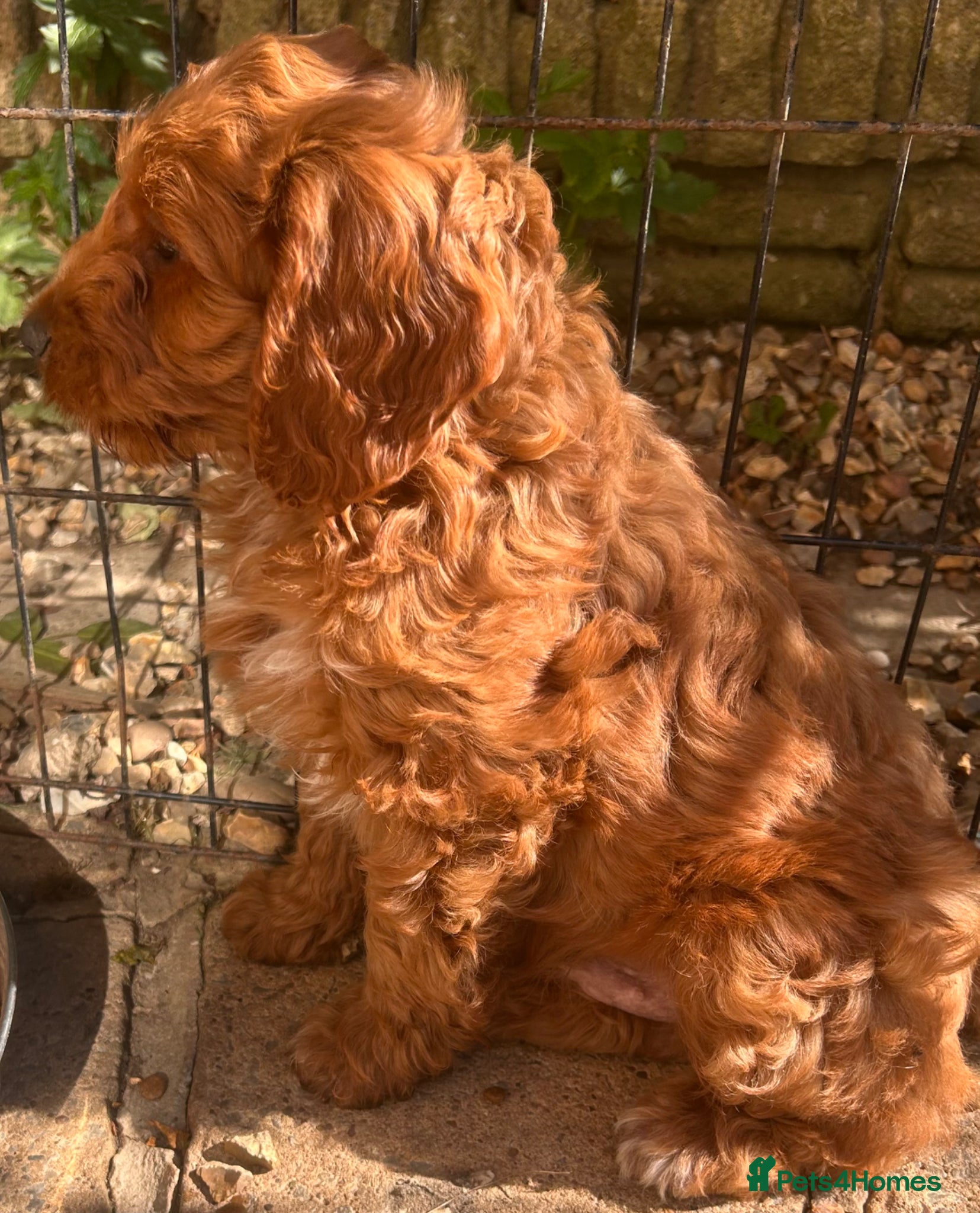 Cockapoo dogs for sale: READY NOW! RED F1 HEALTH-CHECKED TOY COCKAPOOS - Advert 15
