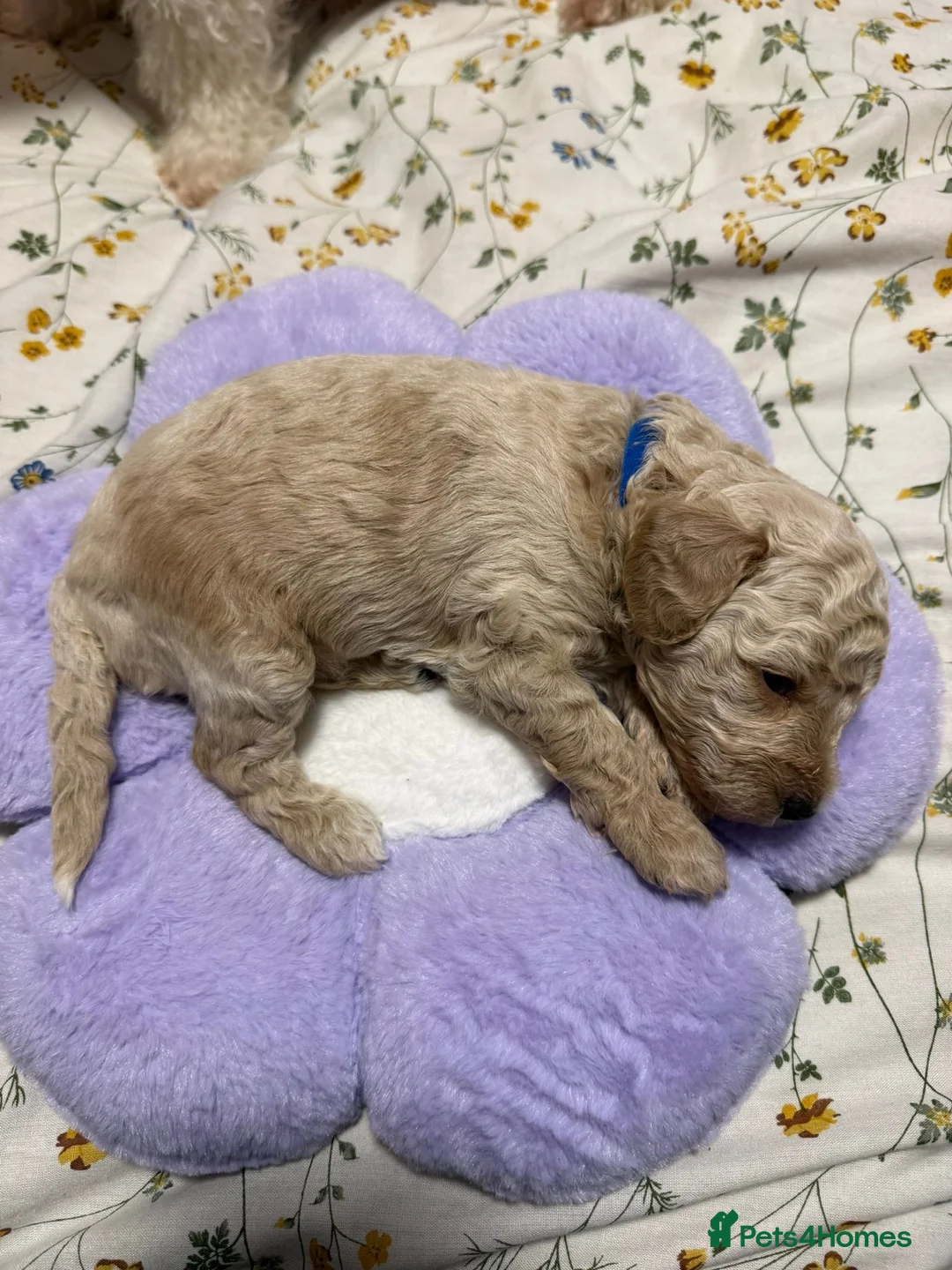 Miniature Poodle dogs for stud: Dark Red Miniature Poodle Stud Package Available in Southampton - Advert 40