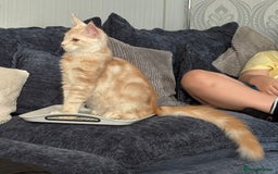 Maine Coon cats for sale: Perfect red cream boy  - Image 7