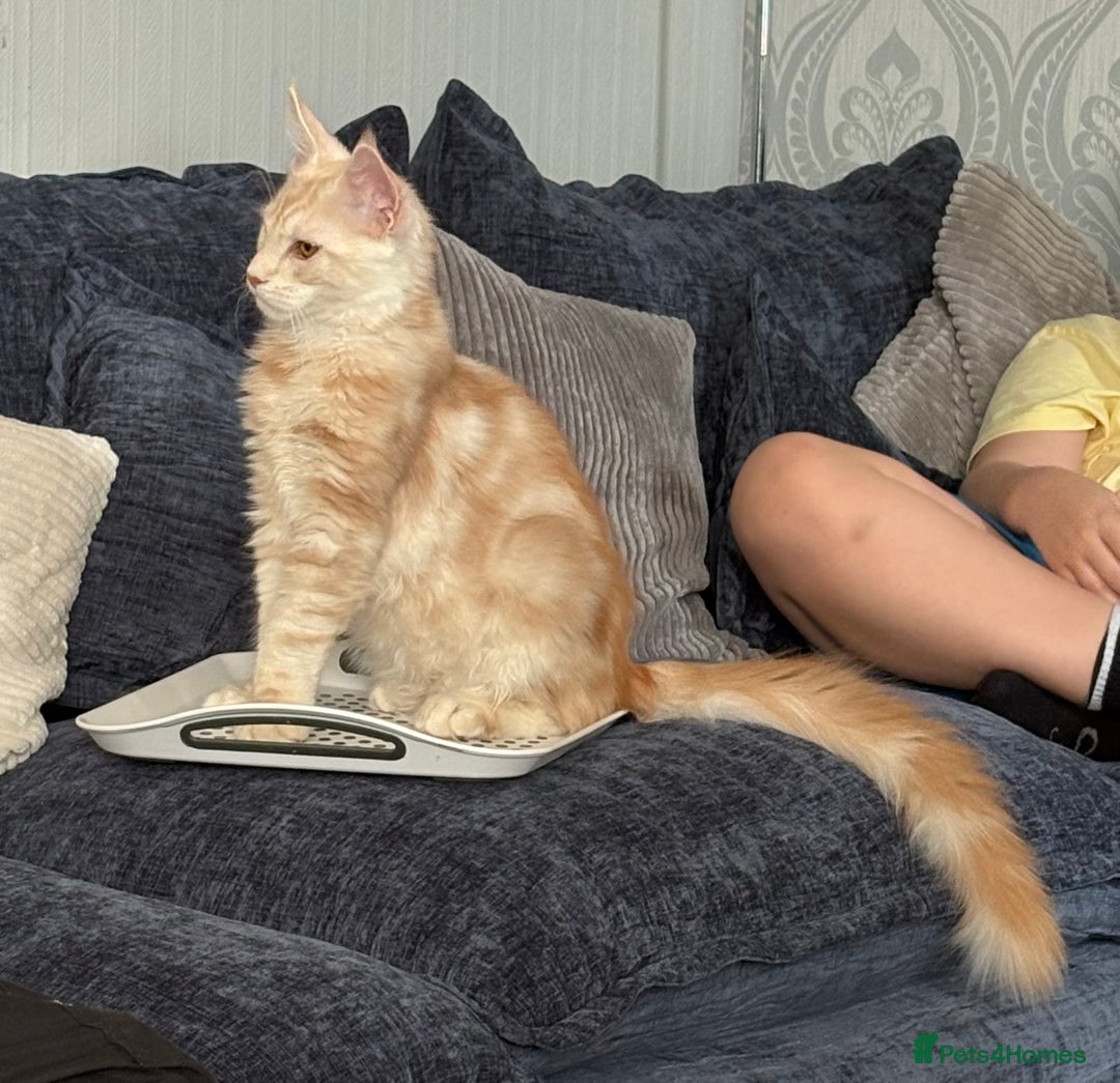 Maine Coon cats for sale: Perfect red cream boy  - Image 7