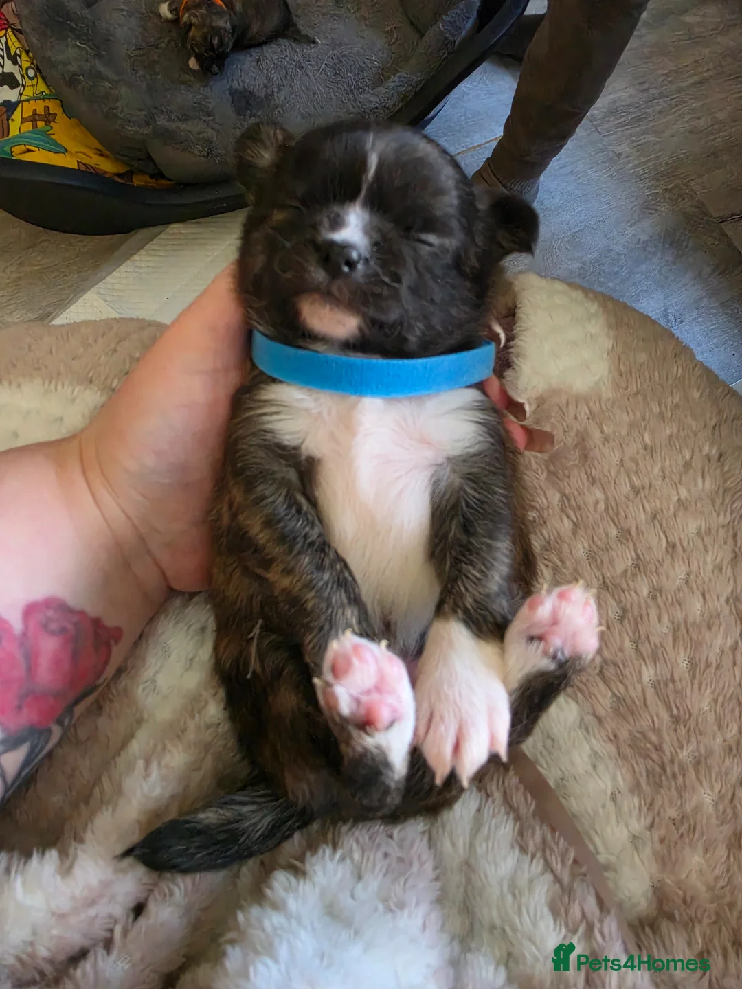 Chihuahua dogs for sale: Brindle Chihuahua Puppies - Advert 2