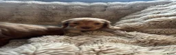 Miniature Dachshund dogs for sale: miniature long hair dachshund  in Inverurie - Advert 7