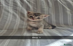 Mixed Breed cats for sale: 6 Short-Hair Kittens For Sale - Image 1