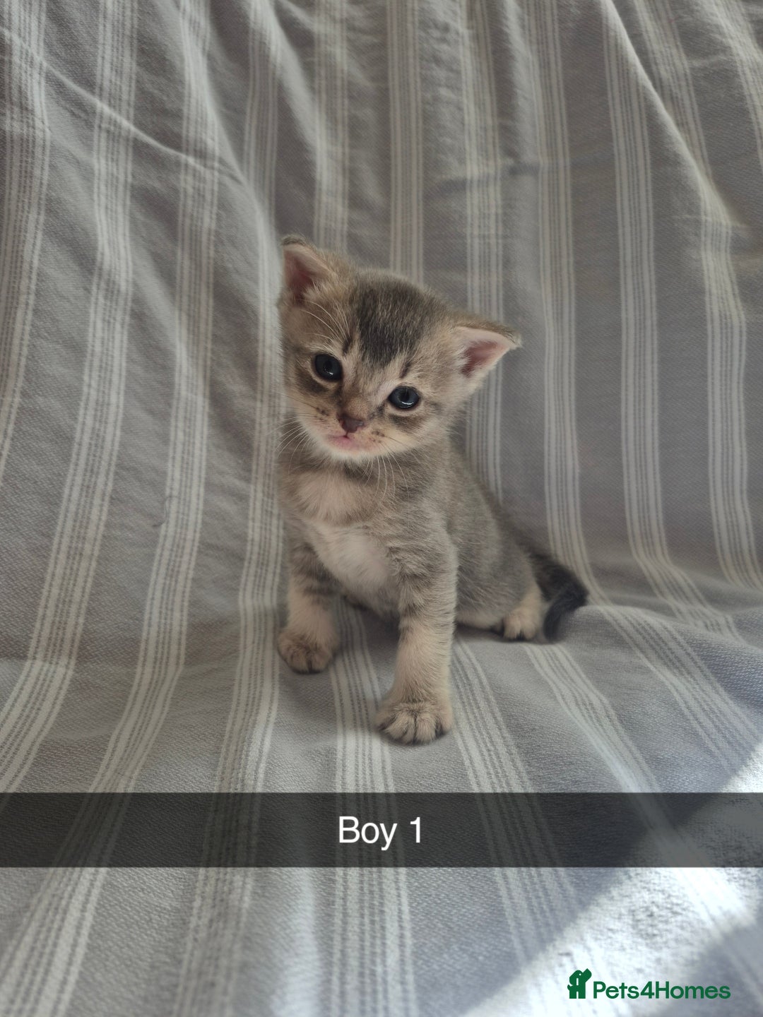Mixed Breed cats for sale: 6 Short-Hair Kittens For Sale - Image 1