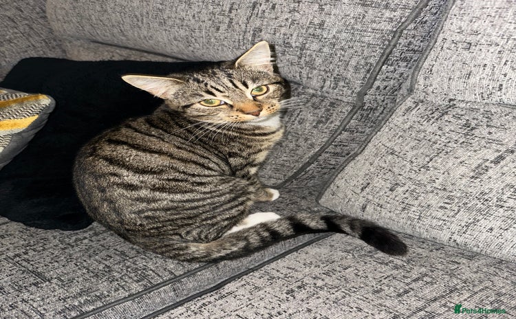 Mixed Breed cats - Advert 11