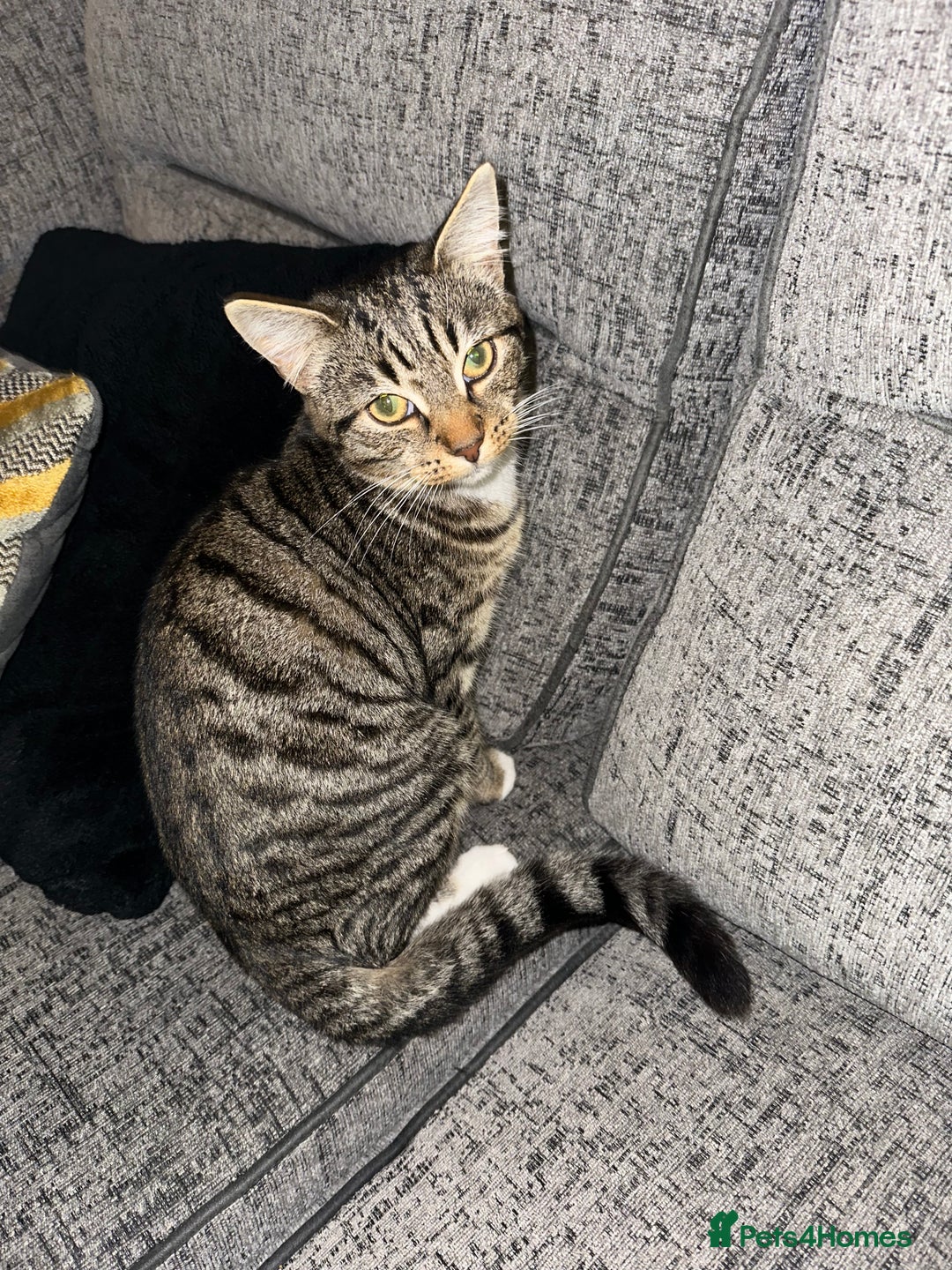 Mixed Breed cats for sale: 6 month female kitten ready for new home - Advert 1