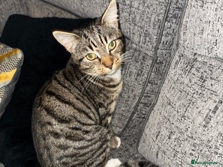 Mixed Breed cats 6 month female kitten ready for new home - Advert 9