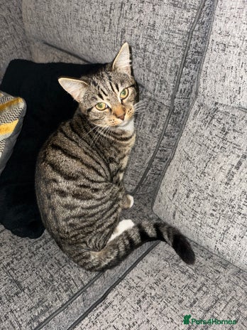 Mixed Breed cats - Advert 3