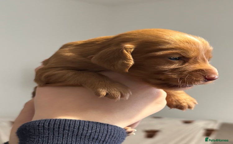 Cocker Spaniel dogs - Advert 10