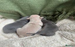 Italian Greyhound dogs for sale: Beautiful Italian greyhounds - Polish Bloodlines - Image 20