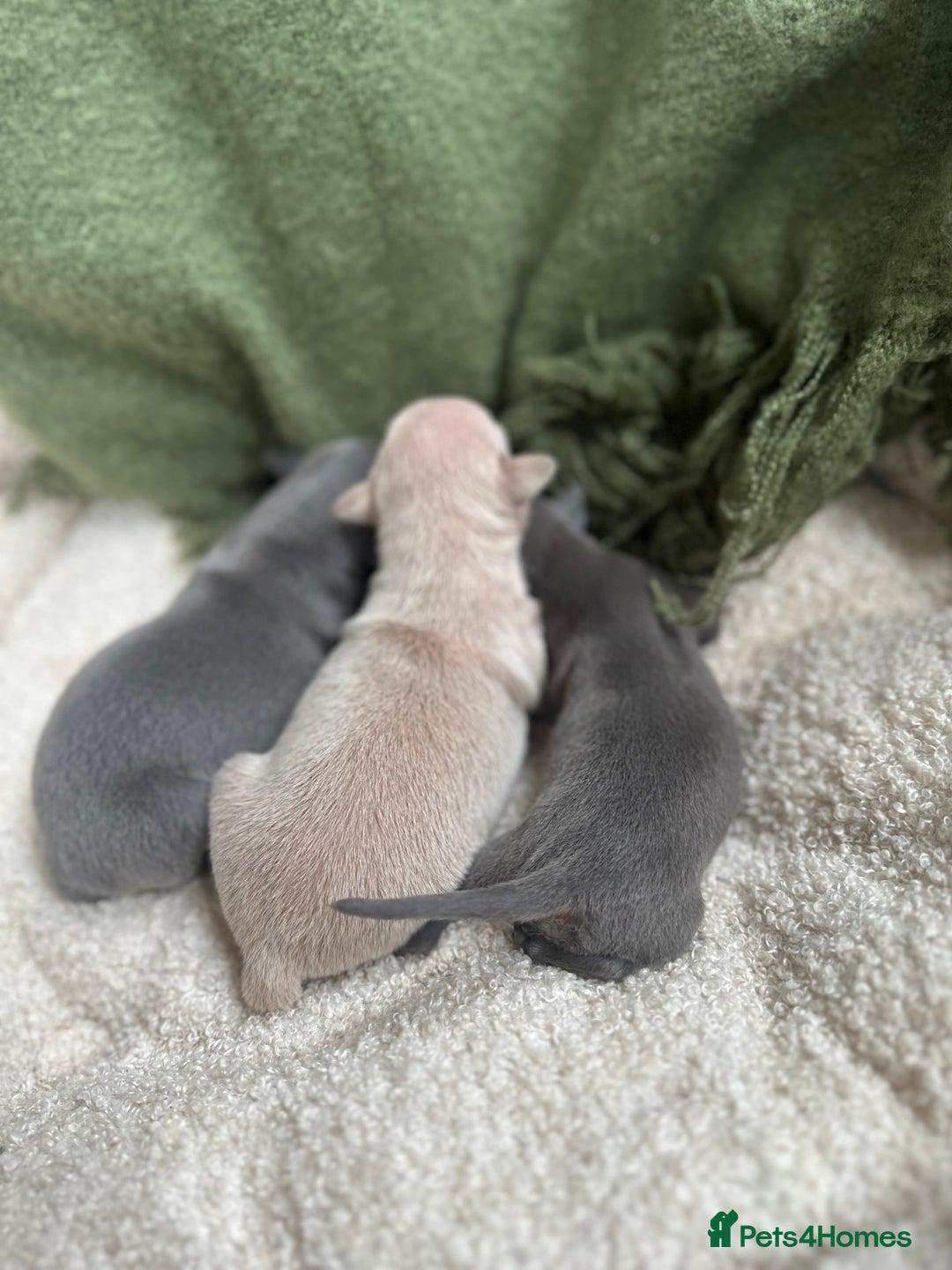 Italian Greyhound dogs for sale: Beautiful Italian greyhounds - Polish Bloodlines - Image 20