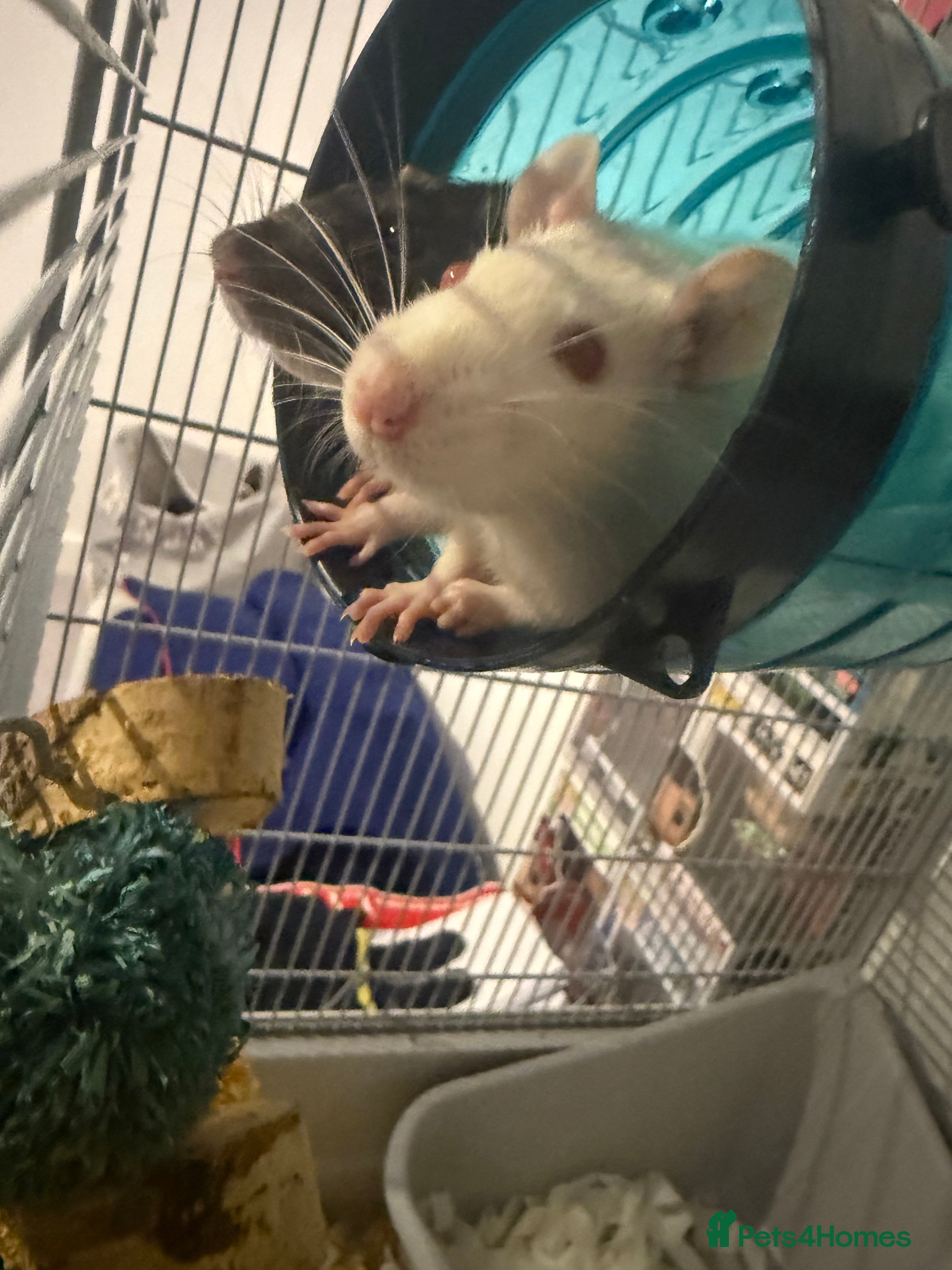 Rat rodents Pinky & brain  - Advert 1