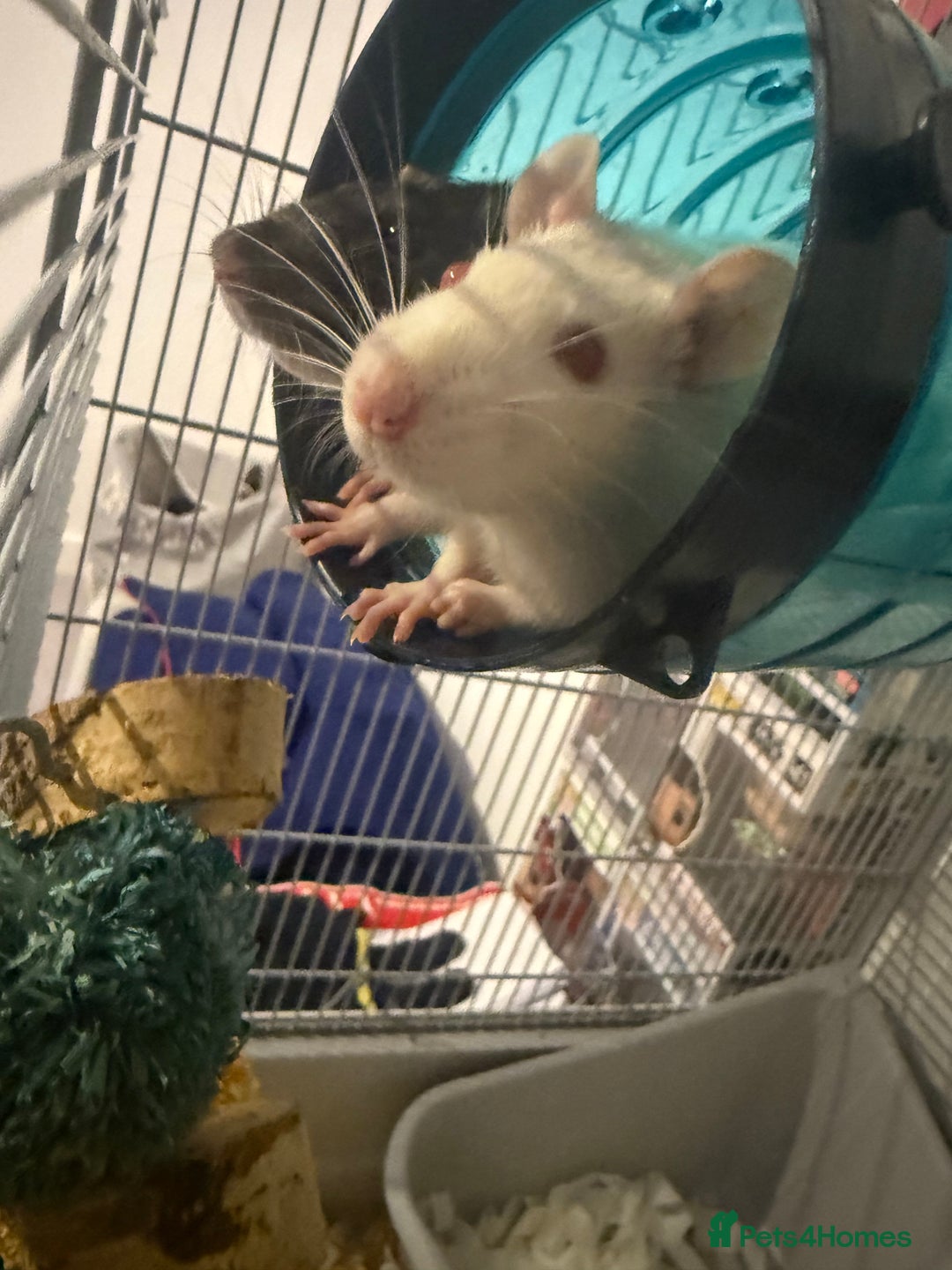 Rat rodents for sale: Pinky & brain  - Advert 1