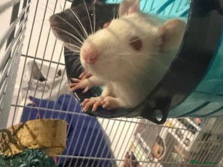 Rat rodents Pinky & brain - Advert 1