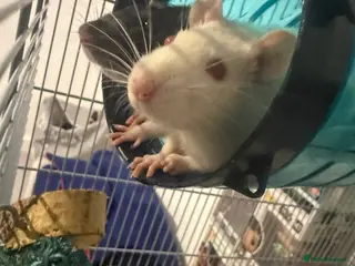 Rat rodents Pinky & brain - Advert 2