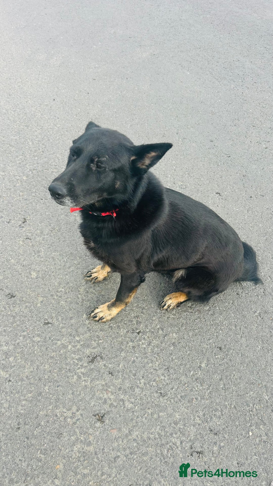 German Shepherd dogs for sale: 🐾 Trained German Shepherd “Cuba”Loving Family Dog - Image 5