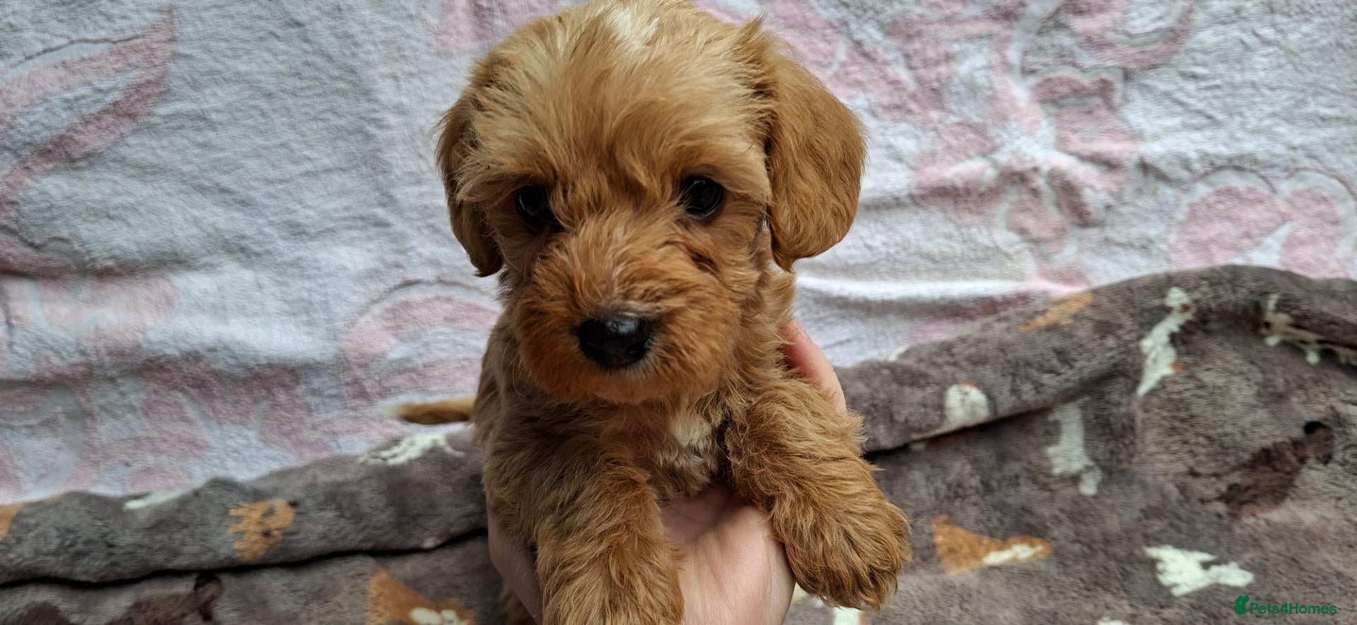 Cavapoo dogs Beautiful cavapoo puppies  - Advert 1
