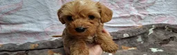 Cavapoo dogs for sale: Beautiful cavapoo puppies  - Advert 1