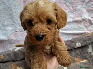 Cavapoo dogs Beautiful cavapoo puppies - Advert 1