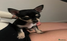 Chihuahua dogs for sale: Tiny ** chihuahua puppies  - Image 2