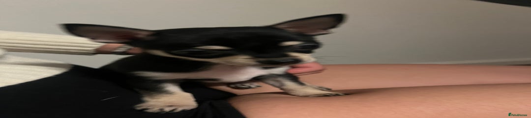 Chihuahua Puppy 1