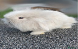 Mini Lop rabbits for sale: Mini Lop and Mini Lion Lop bunnies - Image 3