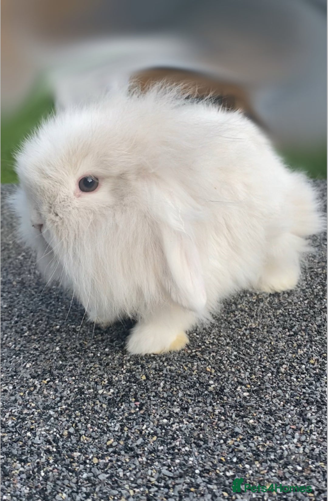 Mini Lop rabbits for sale: Mini Lop and Mini Lion Lop bunnies - Image 3