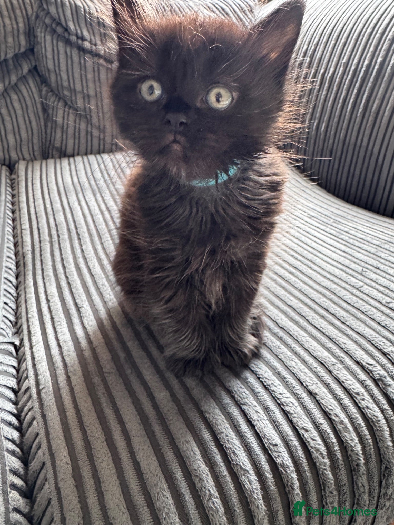 British Shorthair cats British Shorthair kittens not ready for pickup ye - Advert 13