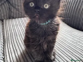 British Shorthair cats British Shorthair kittens not ready for pickup ye - Advert 13
