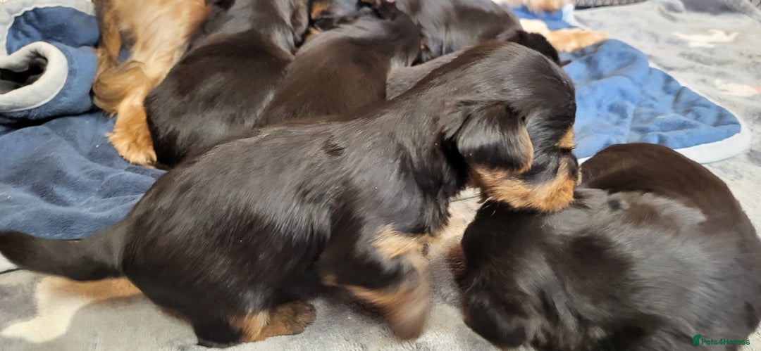 Yorkshire Terrier dogs for sale:  Yorkshire Terrier puppies from Licensed Breeder  - Advert 4
