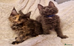 Maine Coon cats for sale: 🌟Ready to leave 4 XL Maine Coons active available - Image 1