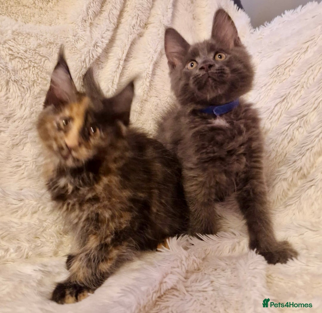 Maine Coon cats for sale: 🌟Ready to leave 4 XL Maine Coons active available - Image 1