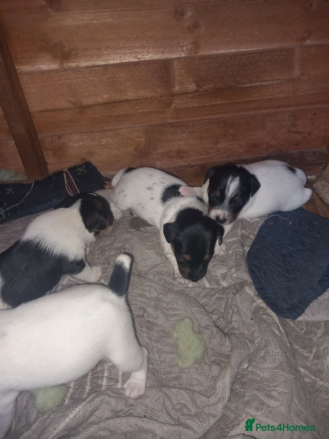 Jack Russell dogs for sale: Jack russell puppies  - Image 6