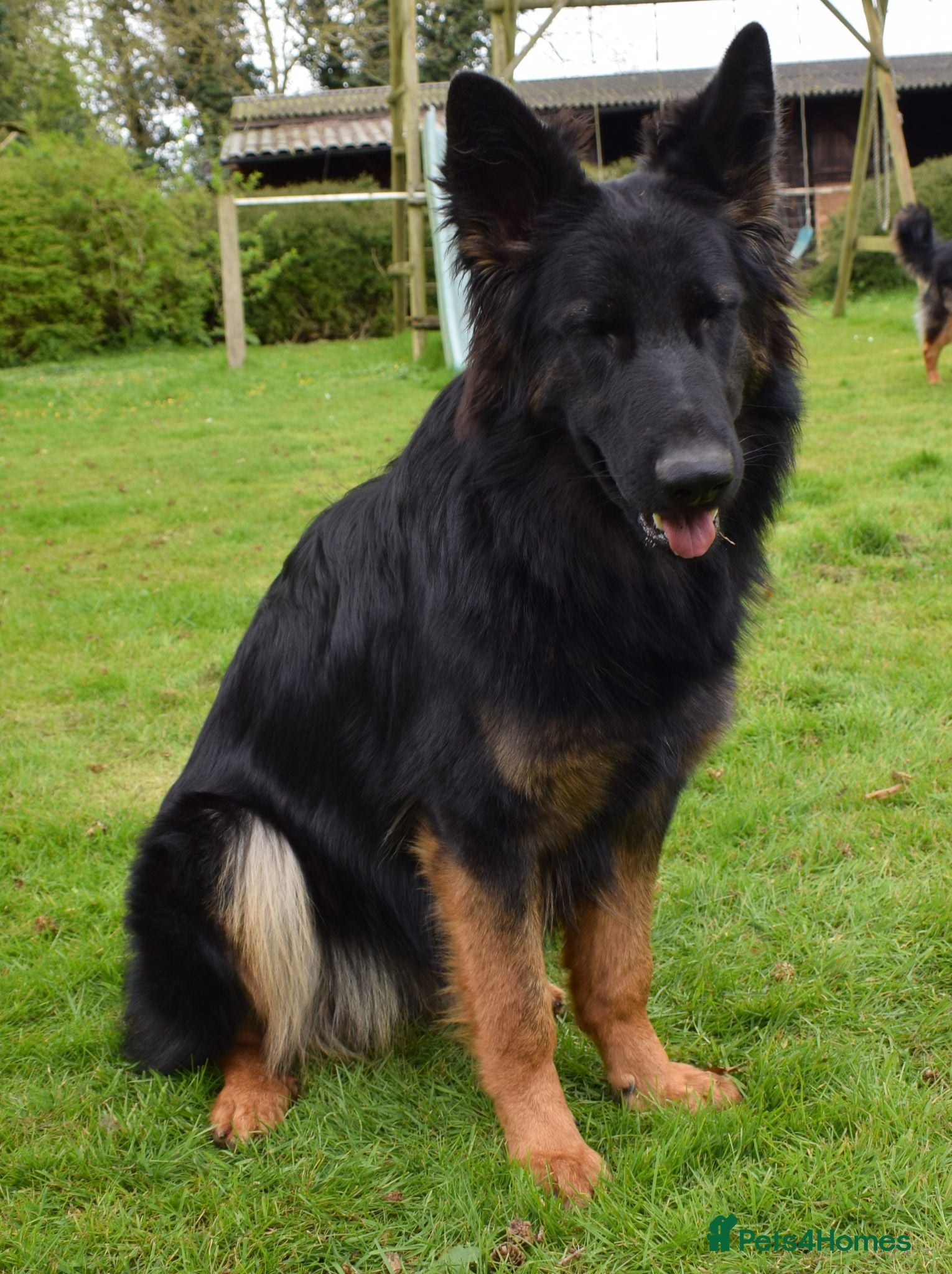 German Shepherd dogs Quality Longcoat Pups With Health tested Parents  - Advert 2