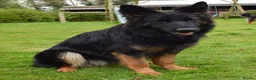 German Shepherd dogs for sale: Quality Longcoat Pups With Health tested Parents  - Advert 27