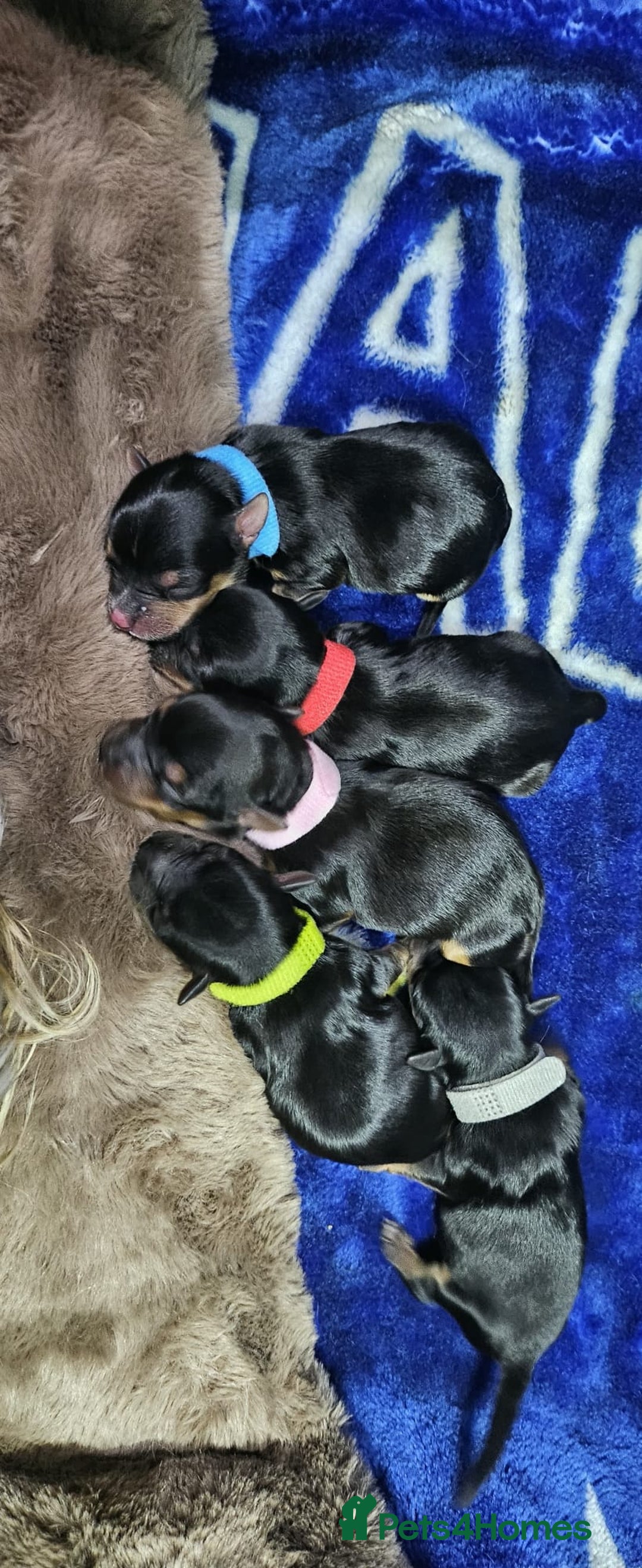 Yorkshire Terrier dogs for sale: Tiny miniature Yorkshire terriers - Advert 19