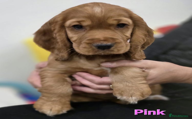 Cocker Spaniel dogs - Advert 3