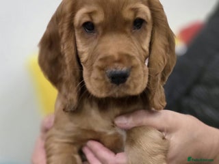 Cocker Spaniel dogs - Advert 6