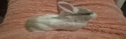 Mixed Breed rabbits for sale: Beautiful buns for sale in Brierley Hill - Advert 6