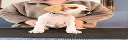 Pointer dogs for sale: Stunning Pedigree Pointer pups-will steal hearts - Advert 20