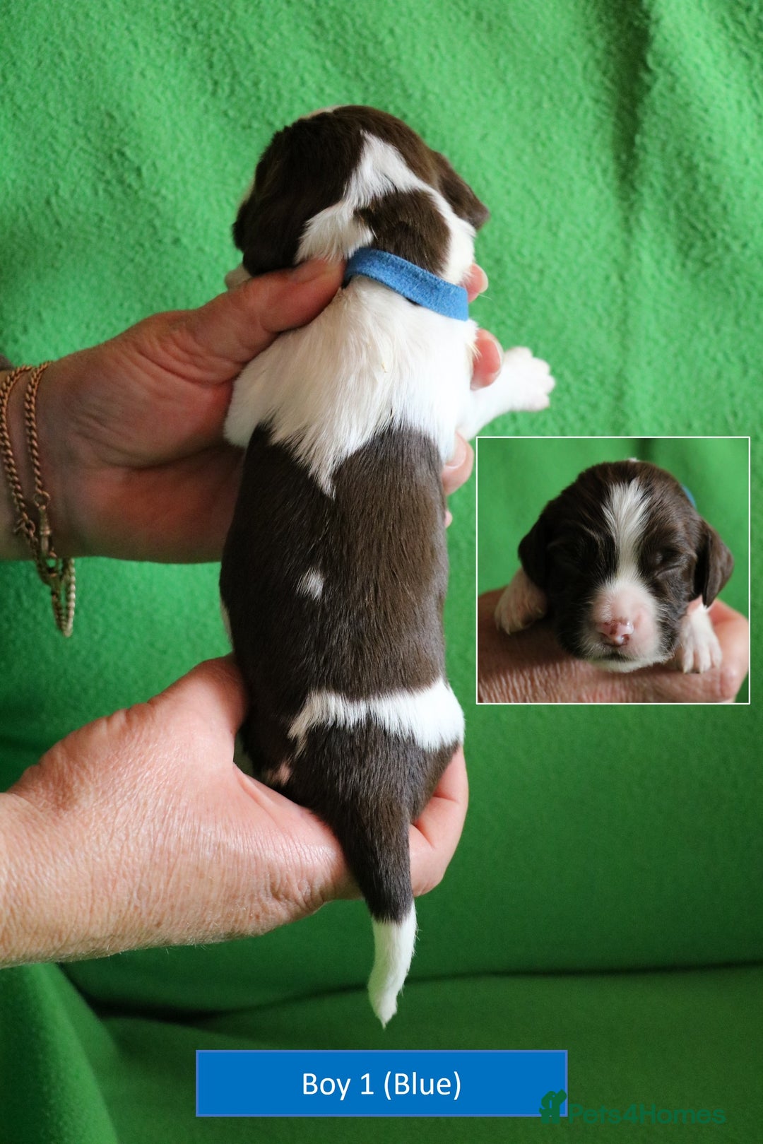 English Springer Spaniel dogs for sale: Health Tested English Springer Spaniel Puppies - Advert 16